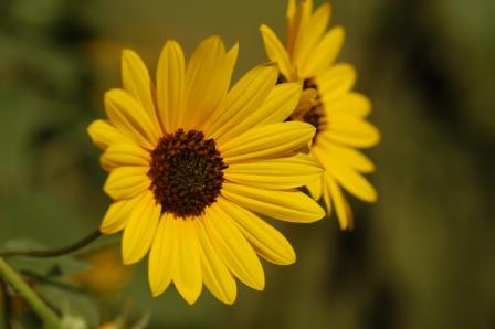 Sunflower flower