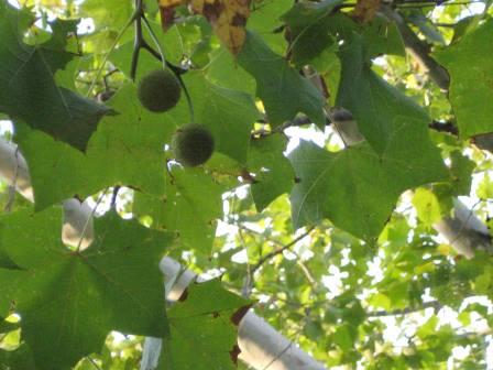 Sycamore branch