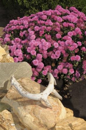 Chrysanthemum plant