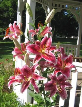 Lily flowers
