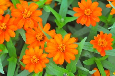 Zinnia flower (single) & foliage