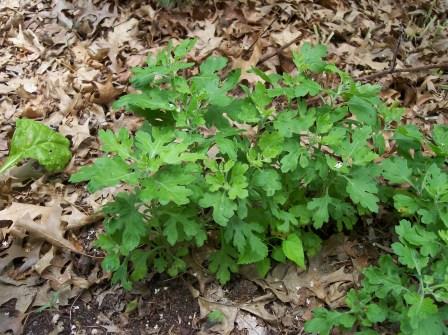 Chrysanthemum foliage