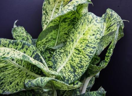 Dieffenbachia foliage