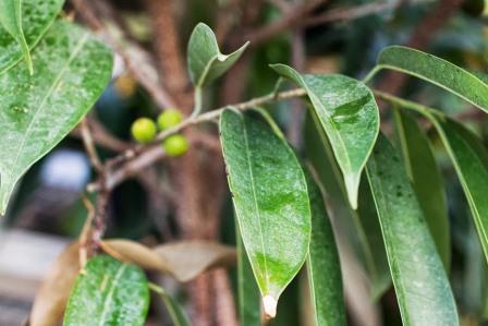 Ficus foliage with fruit