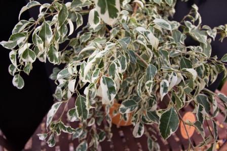 Variegated weeping fig