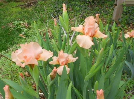 Iris flowers and foliage
