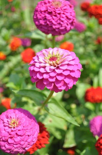 Zinnia flower(double) & foliage