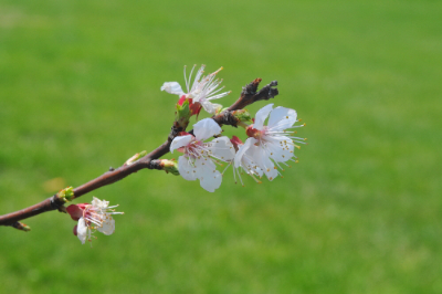 apricot flower