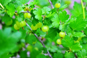 Gooseberry foliage and fruit