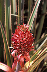 immature pineapple fruit