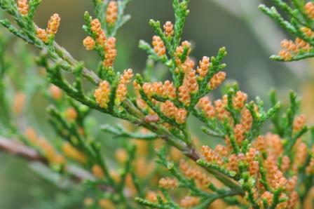 Male juniper flower