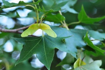 Maple foliage with samaras