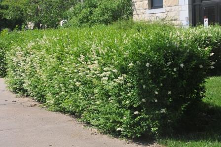 Privet hedge