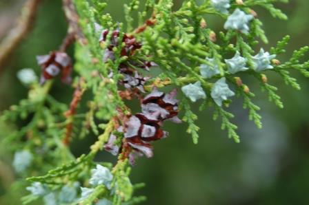 Arborvitae foliage with mature and immature cones