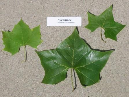 Sycamore leaves, assorted