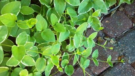 Variegated vinca ground cover
