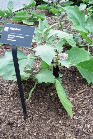 Eggplant foliage