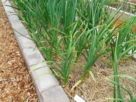 Garlic Foliage