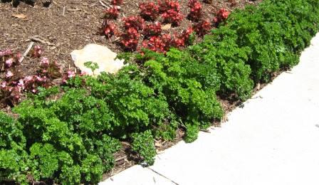 Parsley plants