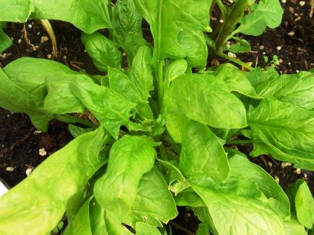 Spinach foliage