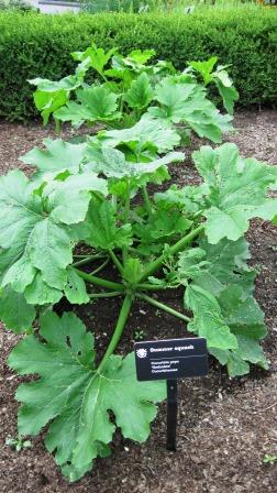 Squash foliage