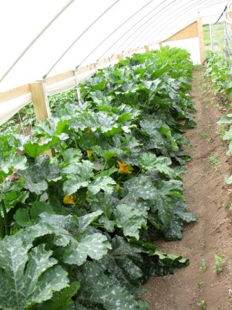 Squash plants