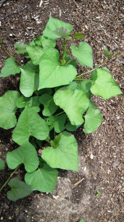 Sweet potato foliage 