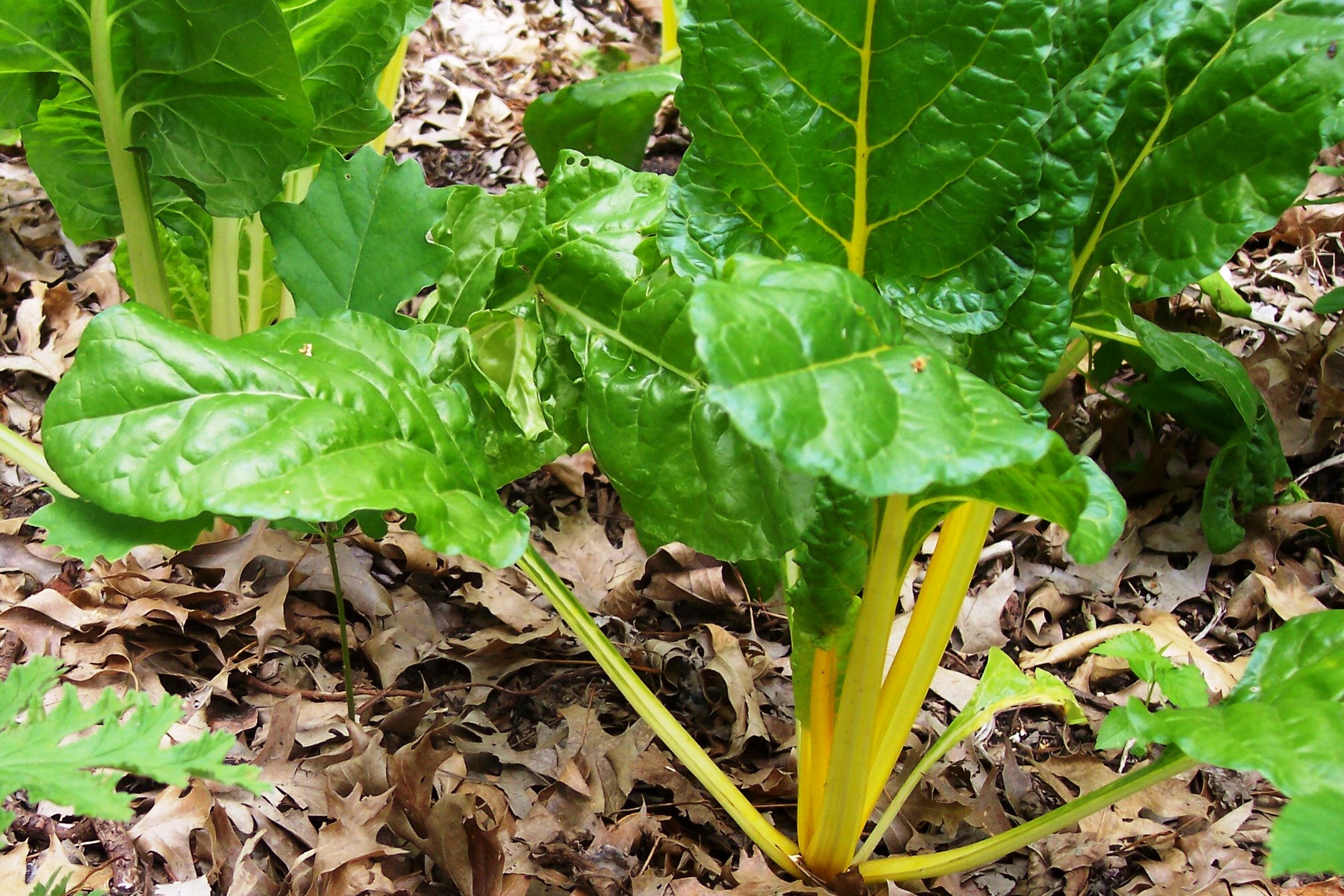 Swiss chard, yellow rib